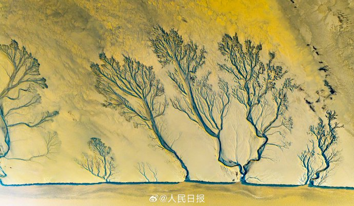 钱塘江退潮后惊现大地水墨画!“潮汐树”奇观成因揭秘|海宁市|浙江省|嘉兴市|潮沟|滩涂_新浪新闻