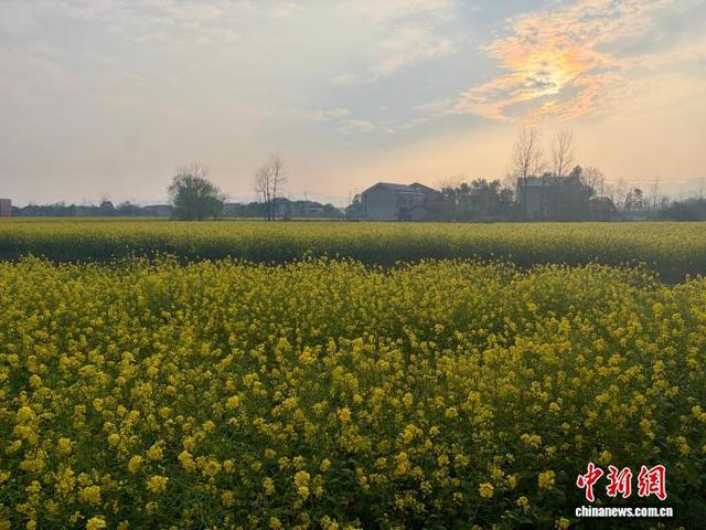 连片成海的油菜花。高峰 摄