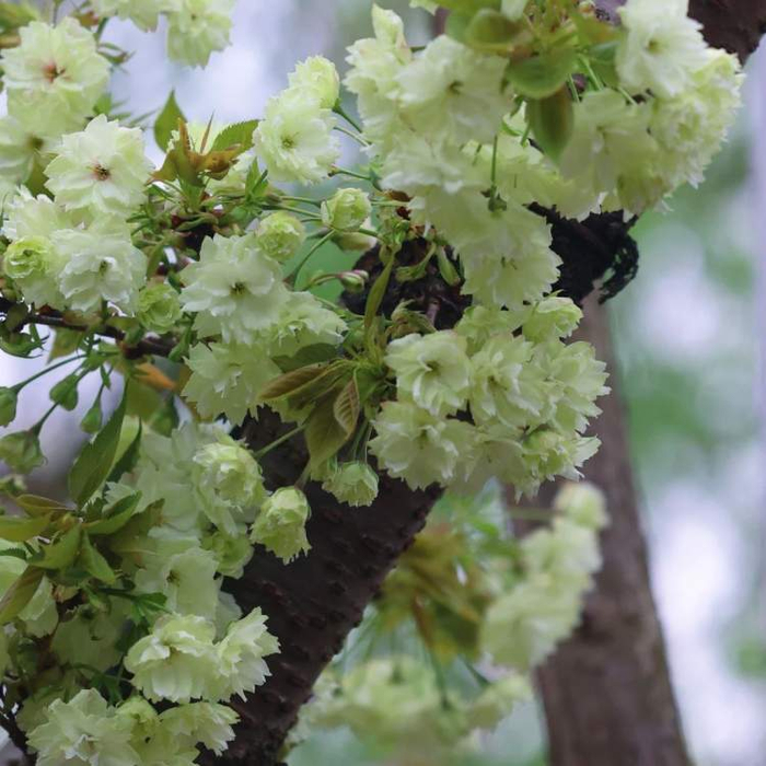 晚樱清明假期接棒!花叶同放,多重瓣,更“浓妆艳抹”,这些地方可赏|染井吉野|关山|兰兰|河津樱|吉野_新浪新闻