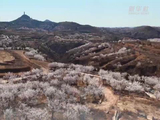陕西子洲杏花绽放，黄土高原春色如画