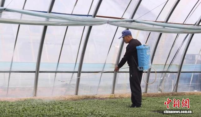 山西省忻州市忻府区忻口镇辣椒育苗基地，处处涌动着抢抓农时、忙育新苗的春耕热潮。 张媛 摄