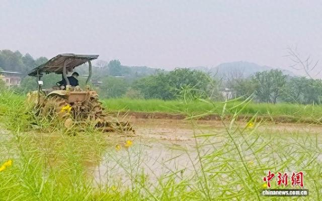 种田大户唐志雄在犁田。谢助民 摄