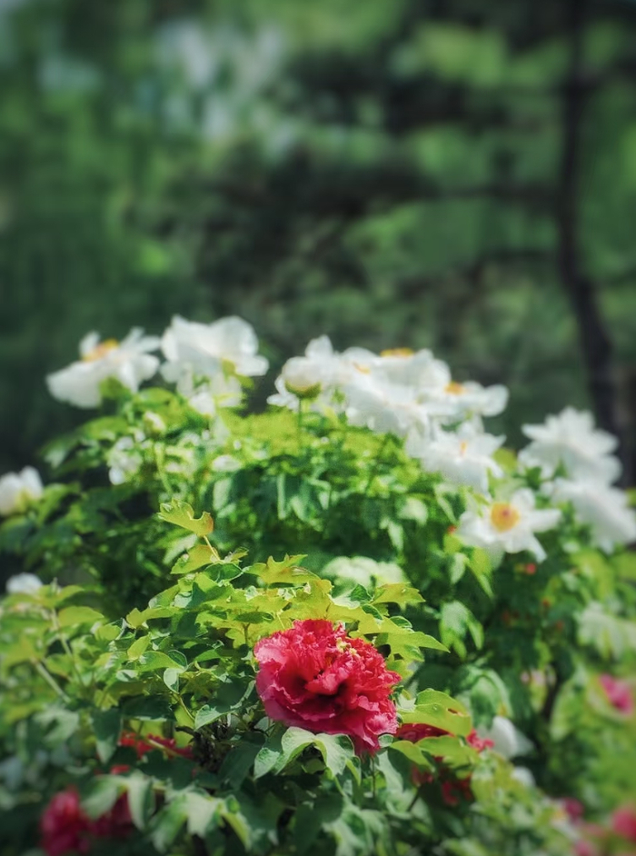 图源：小红书@懒叔