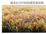 水稻育种新突破：中国科学家揭示免疫驯化机制与广谱抗病育种技术