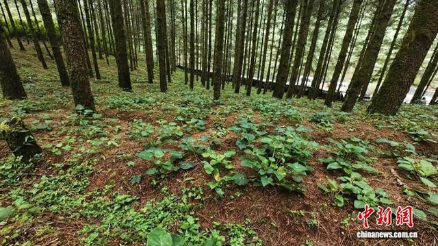 图为善洲林场林下中药材种植示范基地一隅。施甸县融媒体中心 供图
