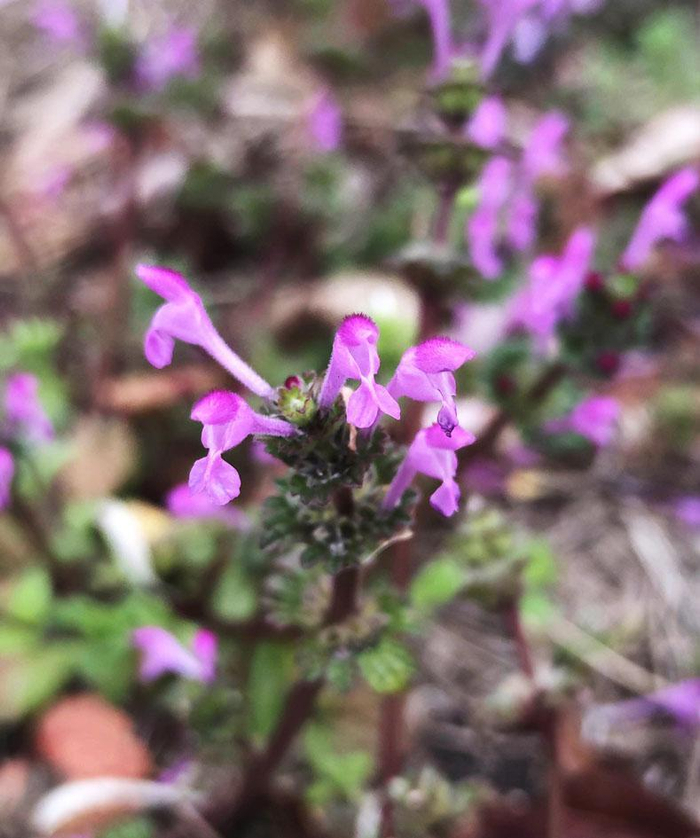 宝盖草