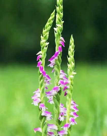 绶草