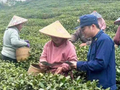 西湖龙井茶产销忙 杭州“火焰蓝”护航生产安全