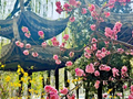 瞰京城 | 亭角攀春色，花影醉流年