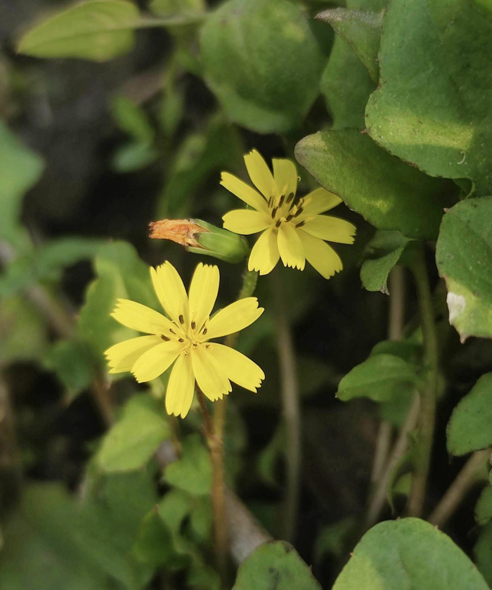 稻搓菜