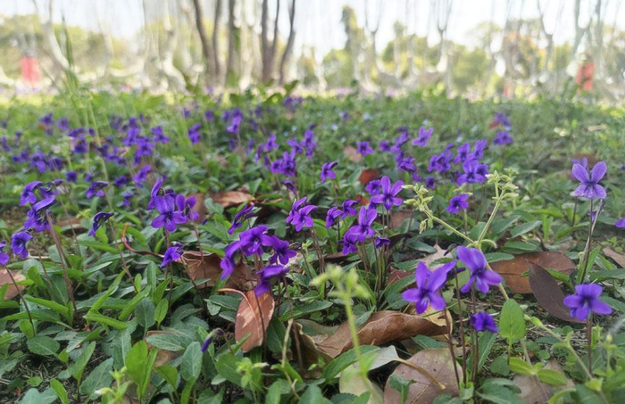 紫花地丁 老鸦瓣