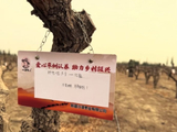 谐音梗玩到爆！十个勤天“枣”就热搜，竟是这场公益直播的绝妙预热？