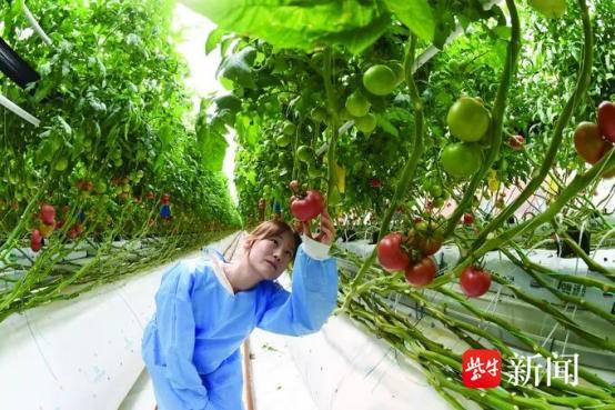 “智慧”番茄，藤蔓垂挂 范晓林 摄
