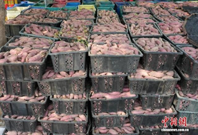 图为海南省澄迈县桥头镇沙土村的桥头地瓜又迎来丰收。 陈英清 摄