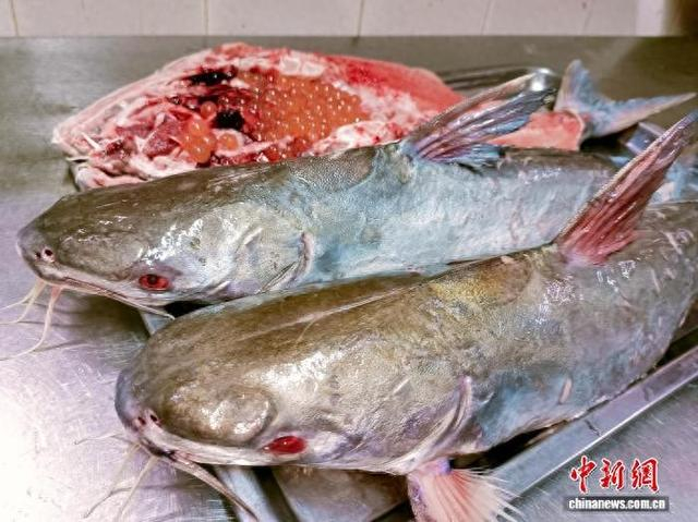 4月10日，广东台山市，新鲜肥美的赤鱼。李东维 摄