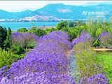 云南石屏异龙湖畔蓝花楹盛放，周深歌声伴春日美景