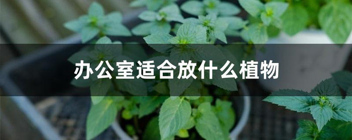 办公室花卉名称及特点