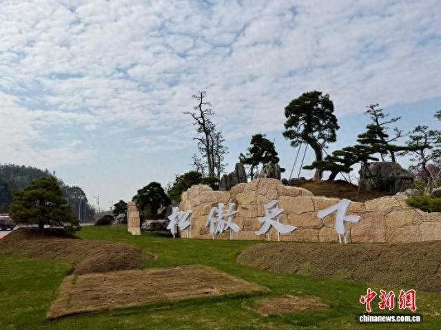 近日，金华市金东区澧浦镇“松傲天下”林苗一体化产业园一景。董易鑫 摄