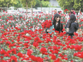 1元1枝玫瑰花 解锁春日浪漫
