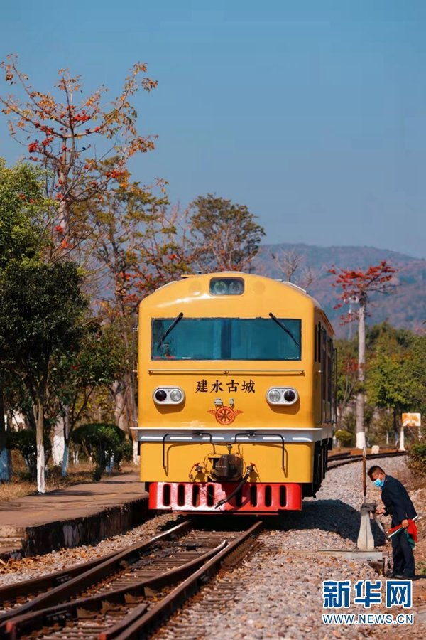观光型米轨小火车“古城黄”，在另一段行程中又“邂逅”了红色的木棉花。新华网发（徐章位/摄）