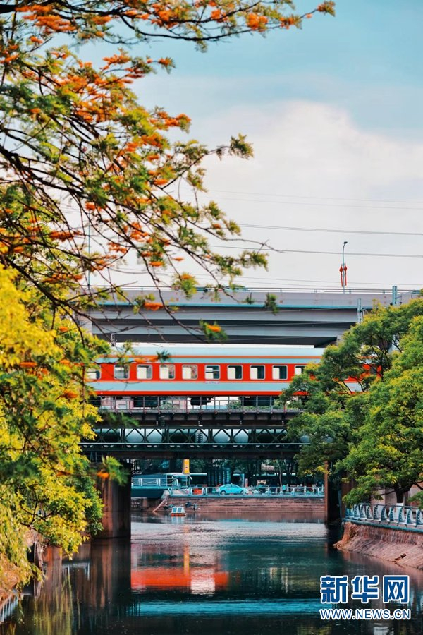 昆明大观河，一列普速列车驶过，与两岸的绿树繁花相映成景。新华网发（徐章位/摄）