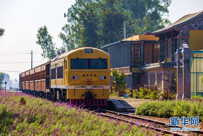 建水县内开行的观光型米轨小火车“古城黄”，复古的车身与沿途的淡紫色花田相映成景。新华网发（徐章位/摄）
