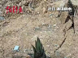 女子耗时5天5夜记录春笋破土全程，王一博歌声诠释生命力量