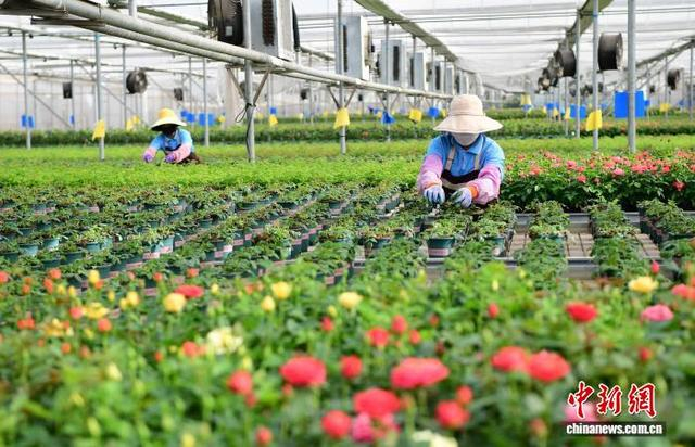 工人们在红塔区一智能花卉种植大棚工作。曾永洪 摄