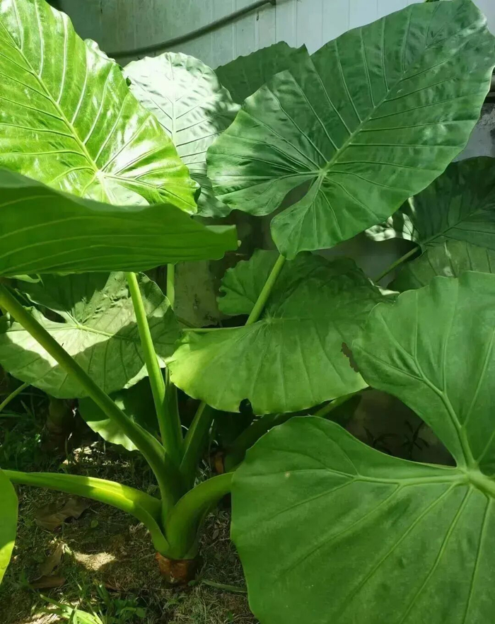 图源：东莞市花卉协会