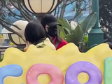 谢娜带娃现身环球影城，牵手女儿温馨有爱，驻足停留让粉丝拍照