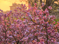 春和景明！北京花团锦簇，万紫千红