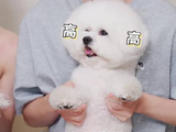 卢昱晓李佳琦携汪汪队合体营业
