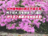 杭州植物园杜鹃盛开水鸟成群，王一博献唱春日美景