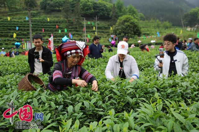 采茶比赛（蒋宏伟摄）