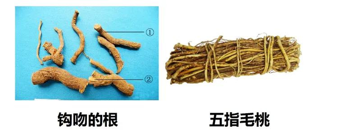 钩吻（断肠草）和五指毛桃对比图