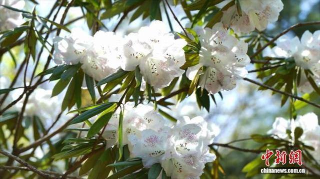 图为一丛丛杜鹃花竞相绽放。祝黎明 摄 