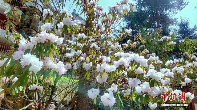 图为杜鹃花层层叠叠铺满山间。祝黎明 摄 