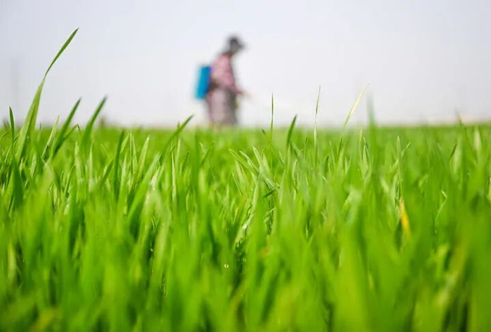 2026年3月20日，在河南省商丘市夏邑县曹集街道刘枣园村，村民在麦田内开展“一喷三防”作业。新华社发（王高超摄）