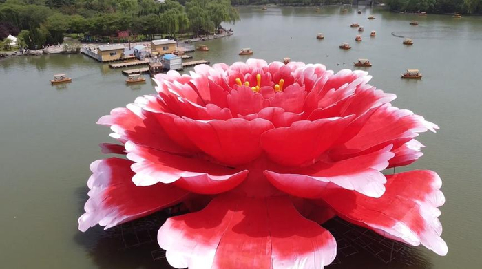 牡丹花树造型图片大全
