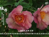 橙艳牡丹盛放伴成毅歌声