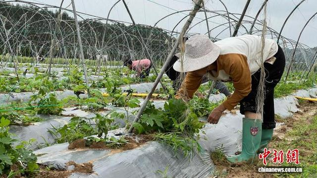 工人在基地开展苦瓜除草、引蔓田间管护 。陈平成 摄