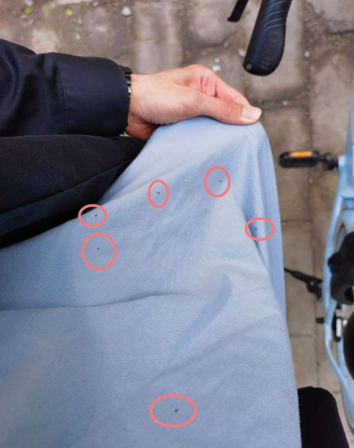 市民衣服上的春季小飞虫。受访者供图