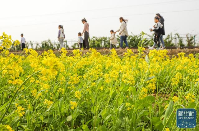 游客观赏油菜花海 资料图：新华社 