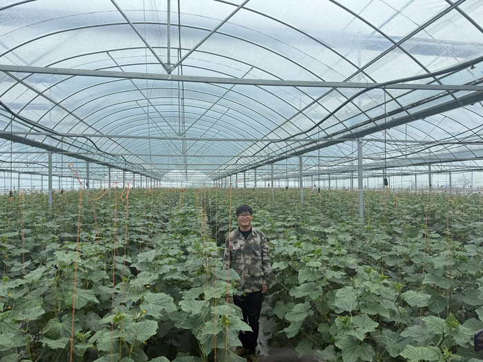 沙洋县沈集镇彭堰村村民朱俊杰在自家的黄瓜大棚。新京报记者 张建林 摄