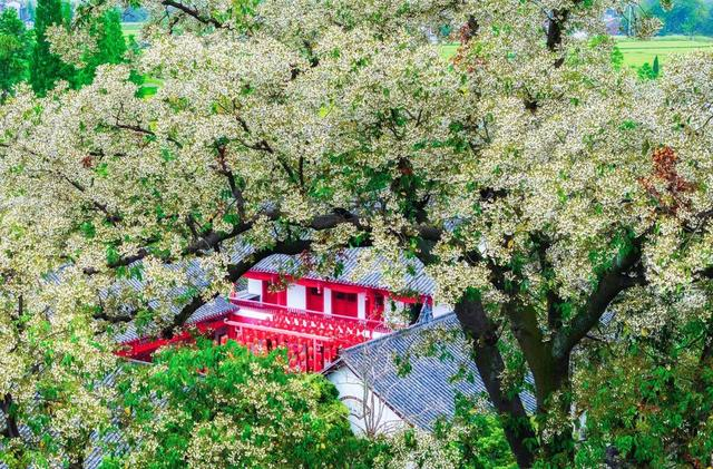 什邡红豆村千年红豆杉开花（图源什邡市委宣传部）