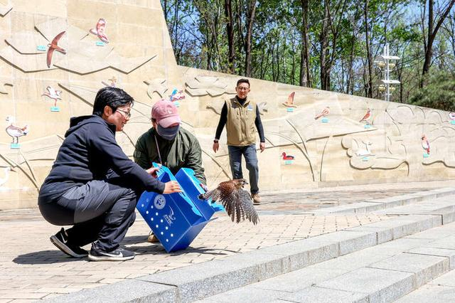 活动现场放归飞禽。北京市园林绿化局供图