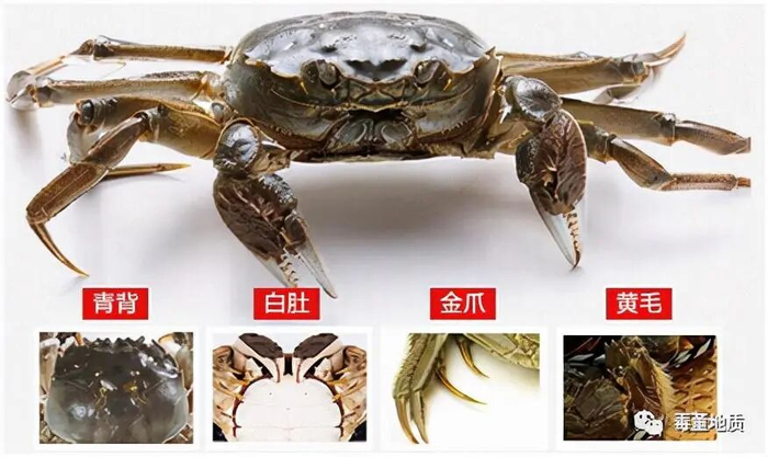 阳澄湖大闸蟹 图源：见水印