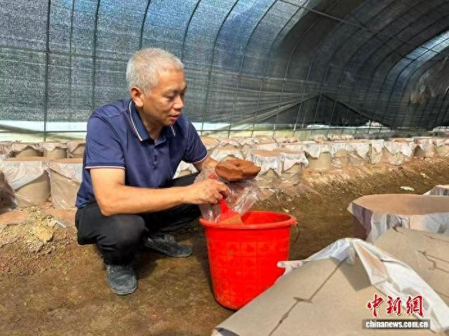 村民采集灵芝孢子粉。临海市委宣传部供图