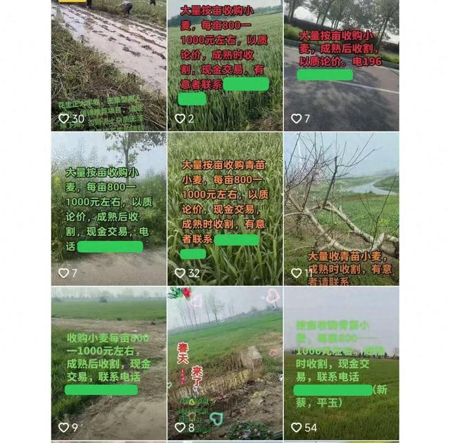 △在短视频平台，收青麦做青贮饲料的视频引发关注。
