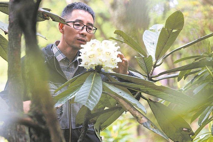     王飞在观察凸尖杜鹃开花的状态。新华社记者 江宏景 摄